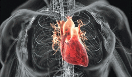 ribcaged-heart-invisible-scan-xray-animation